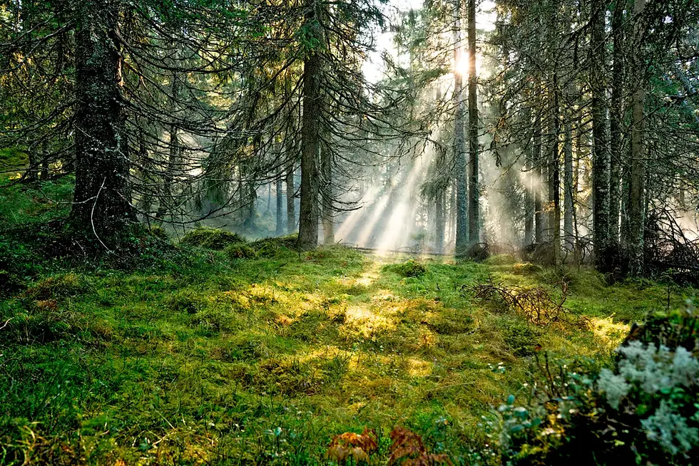 20180730-gsta_reiland-sunrays_in_a_pine_forest-6901-2_CMSTemplate.webp