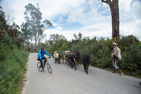 Cycling among cows in Colombia.jpg