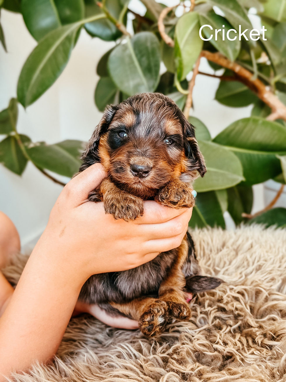 F1b Standard Bernedoodle TriMerle Male