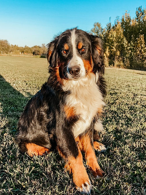 Our Dogs Sundre, AB Arrowside Acres Bernedoodles