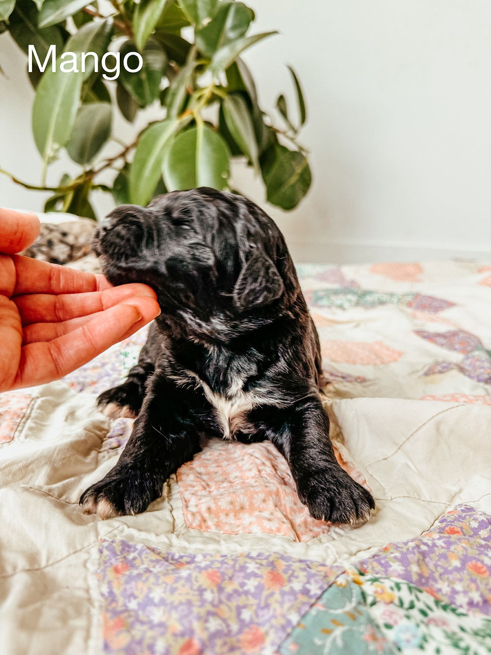 Male F1 Standard Bernedoodle