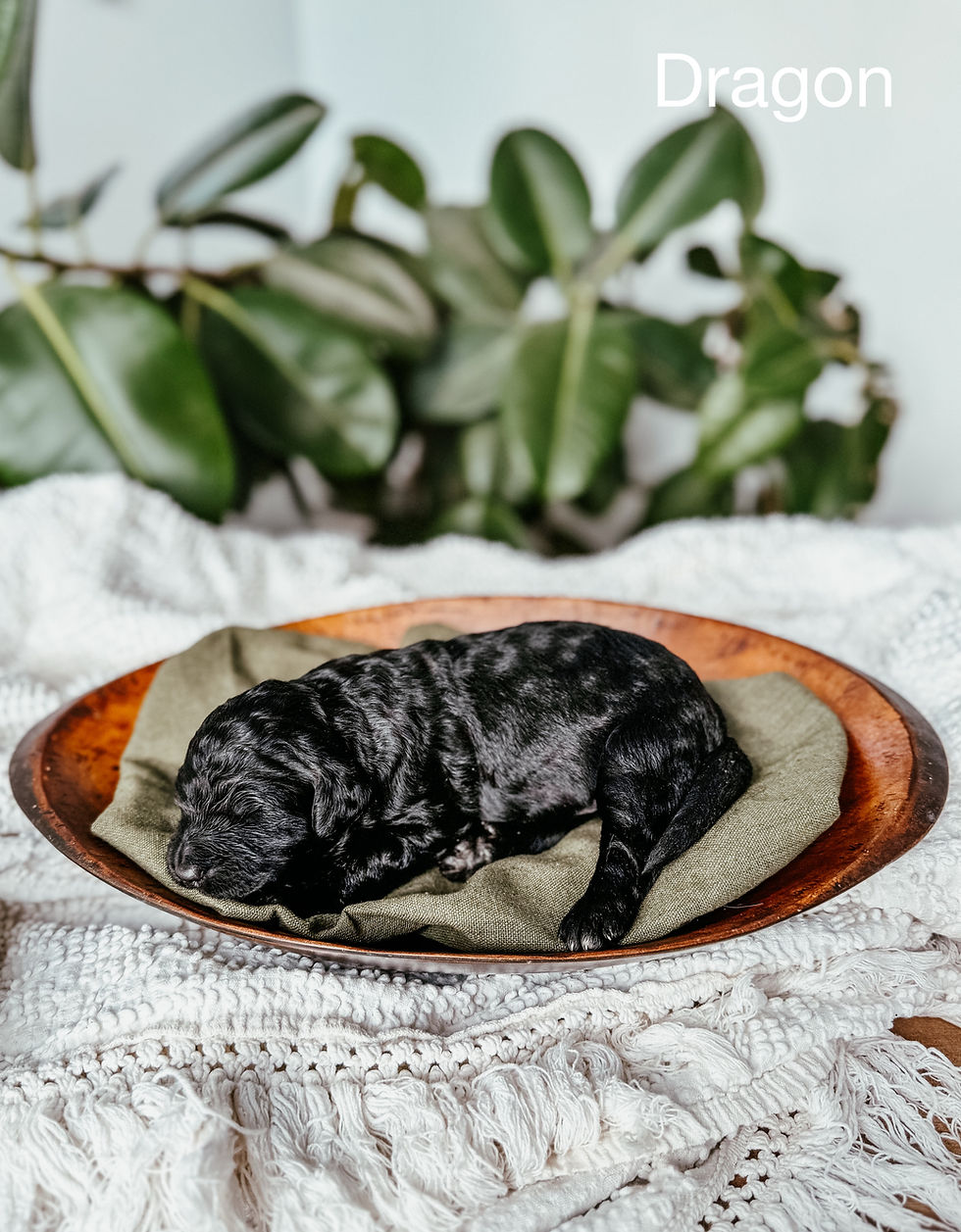 Male F1 Standard Bernedoodle