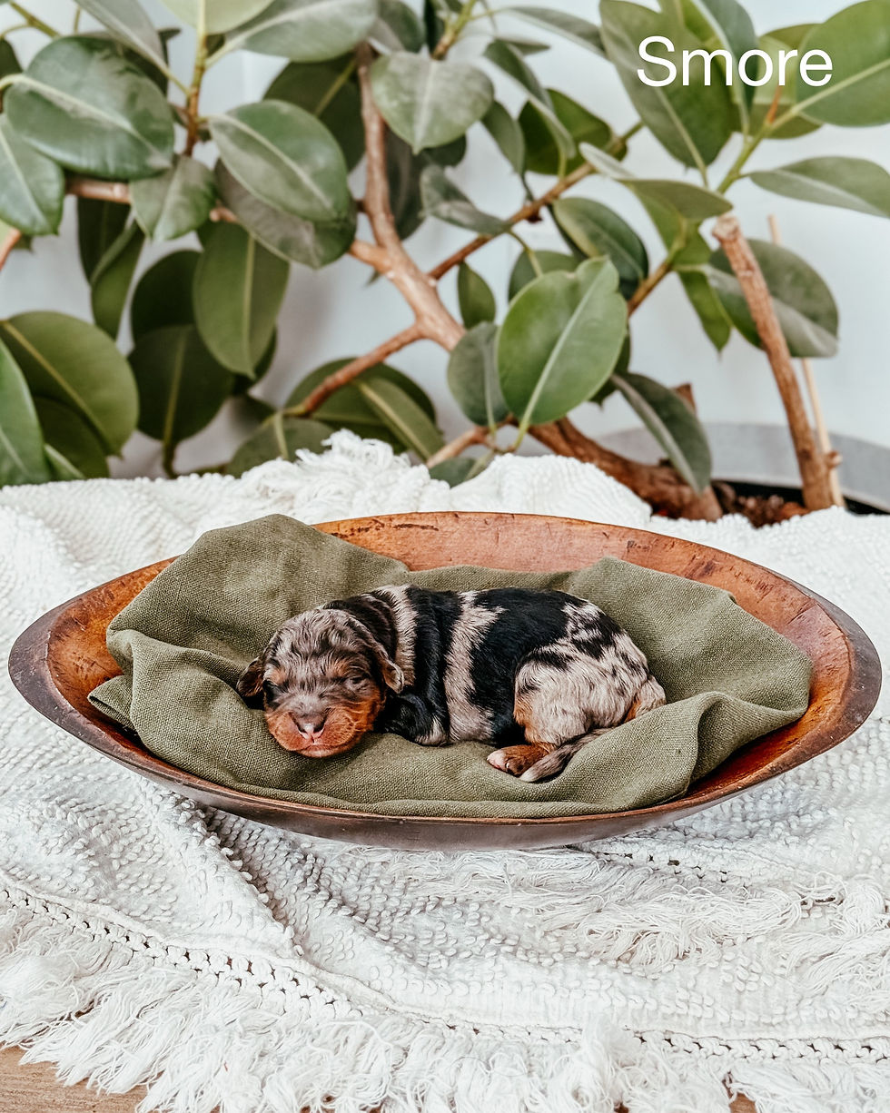 Female F1 Standard TriMerle Bernedoodle