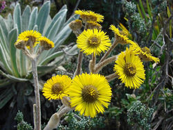 frailejon.jpg