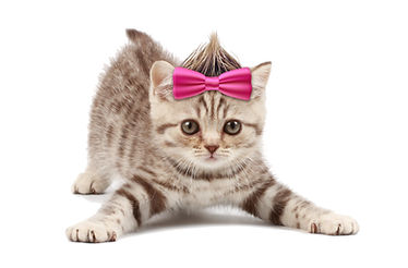 MINOU_BACK.jpg