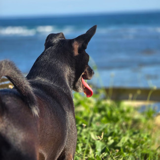 Black dog with perked ears and tongue out, gazing at the ocean while standing on green coastal grass in Bali.