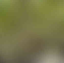 Surf Delights in Mentawai island