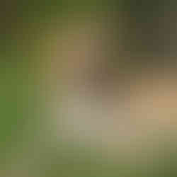 A happy tan dog named Sumba lying on the grass with eyes closed and mouth open, enjoying the sunshine in a lush garden.
