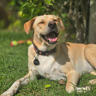 A happy tan dog named Sumba lying on the grass with eyes closed and mouth open, enjoying the sunshine in a lush garden.