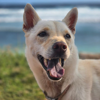 Close-up of a happy white dog with its tongue out, standing near the beach in Bali with the ocean waves in the background.