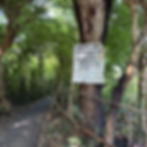 A handwritten warning sign on a tree in Bali, stating in Indonesian: "You will be severely punished if you kill or poison dogs." The sign is tied to a tree along a forest path.