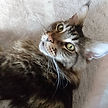 キャットシッター,ペットシッター,ジニア
