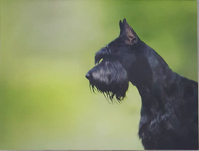 schnauzercards.jpg