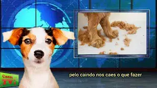 Canal TVi Animal: pelo caindo nos cães, o que fazer?