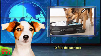 Canal TVi Animal O faro do cão.