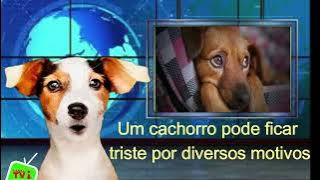 Canal TVi Animal com cão Tunico, Falaremos hoje:  cão pode ficar  triste.