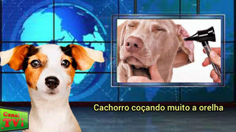 Canal TVi Animal falaremos hoje cachorro coçando muito a orelha