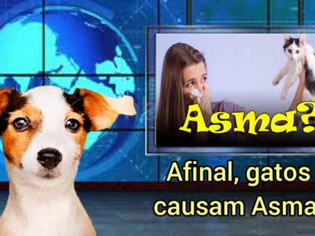 Canal TVi animal Asma em gatos