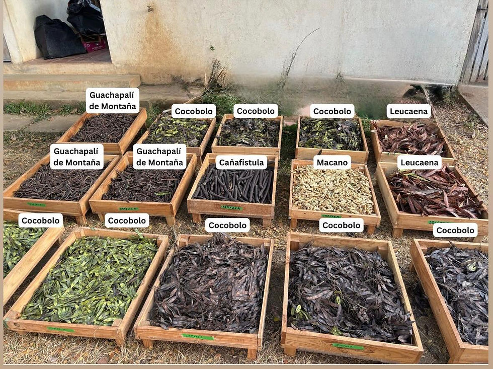 Seed Collection, seed processing, and germination take time and a lot of work