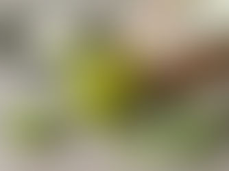 緑の豆のオイル漬