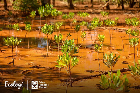 Reforestation_Mangroves_Eden_Madagascar_Kandrany_1200x800_04.jpg