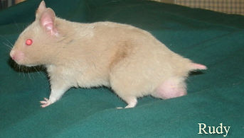 Dove Short Haired Satin Syrian Hamster