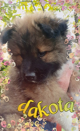 Dakota