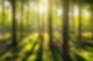 forest2.jpg
