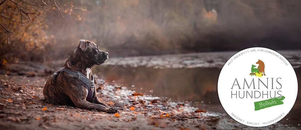 Bollnäs hemsida.jpg
