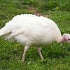 Thumbnail: Broad Breasted White Turkey-Jenny Poult