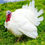 Thumbnail: Broad Breasted White Turkey-Jenny Poult