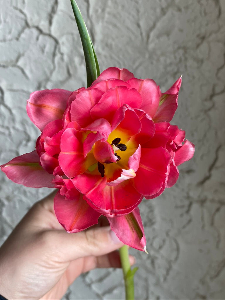 GLASS VASE OF TULIPS