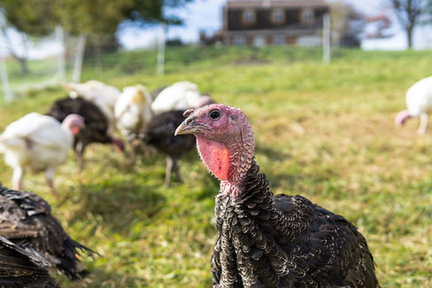 Free range turkeys eating grass.