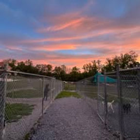 Mountain Laurel Kennels outside area