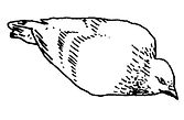 pomba1.JPG