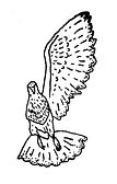 pomba
