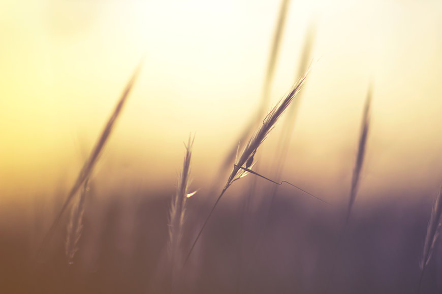 Plants