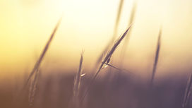 Discovering Wonder in Nature.