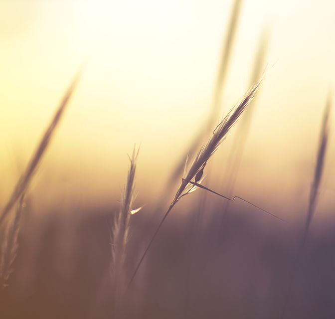 close up of a shaft of wheat at sunrise