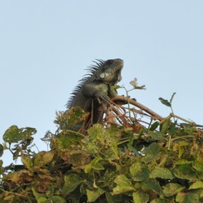 The Best Off-Peak Animal Encounters in Puerto Vallarta