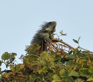 iguana
