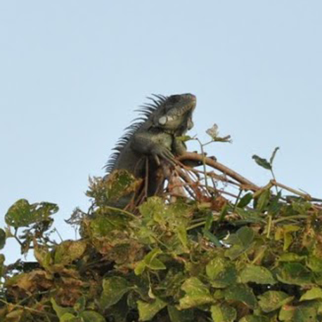 Iguana