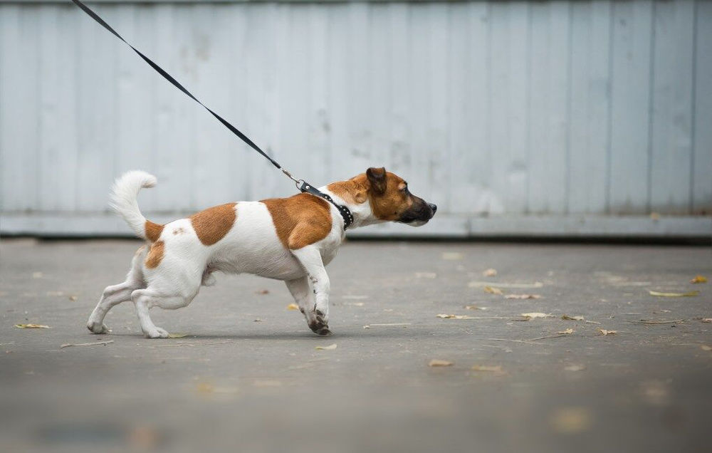 dog pulling backwards on leash