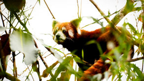 7 Seltene Tiere der Gebirge Zentralasiens