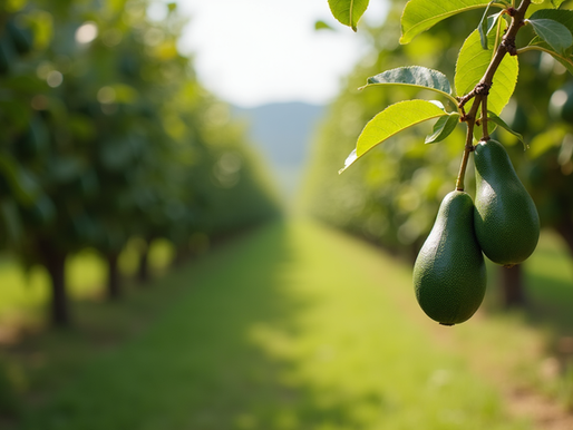 Boost Your Business with Avocado Signals Services