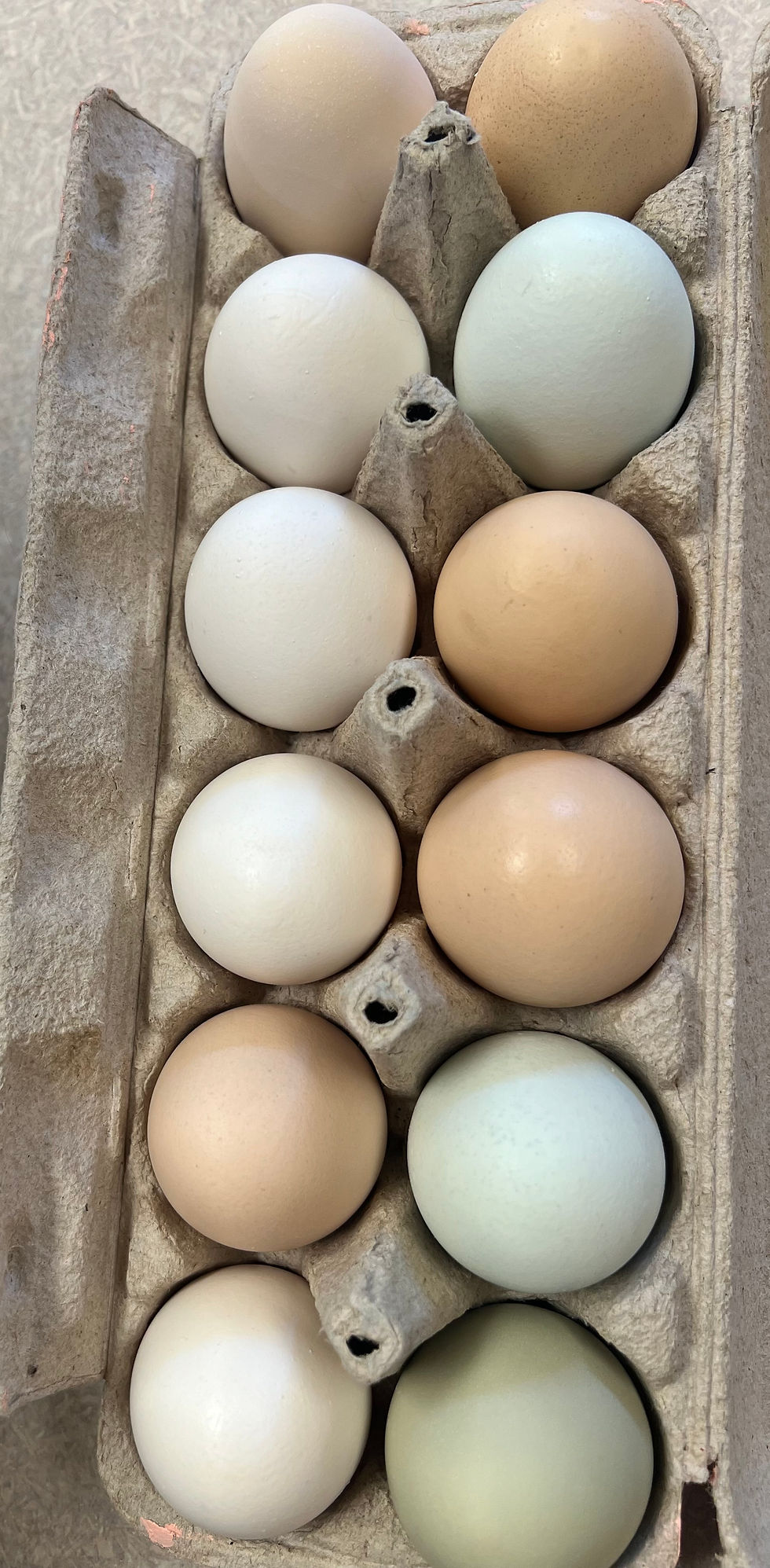 1 Dozen Large Multicolor Eggs