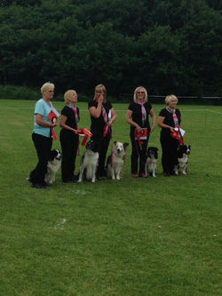 Obreedience Team Border Collie