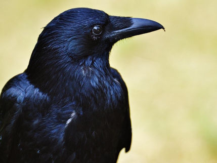 Bird-brained? No, Big-brained