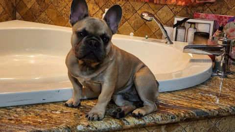 Bathtub Repair.jpg