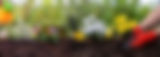 hand-plant-daisy-garden-tool-and-flower-plant-on-2024-12-07-20-13-33-utc 2.jpg